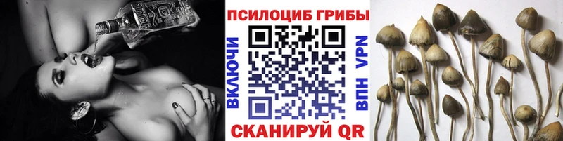 Галлюциногенные грибы Psilocybe Новоалександровск