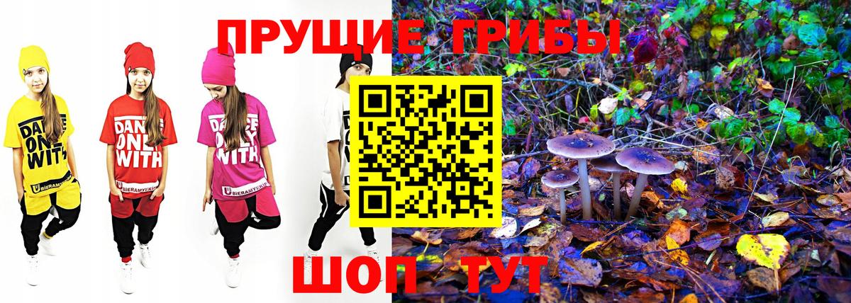 где купить наркоту  Новоалександровск  Галлюциногенные грибы Cubensis 